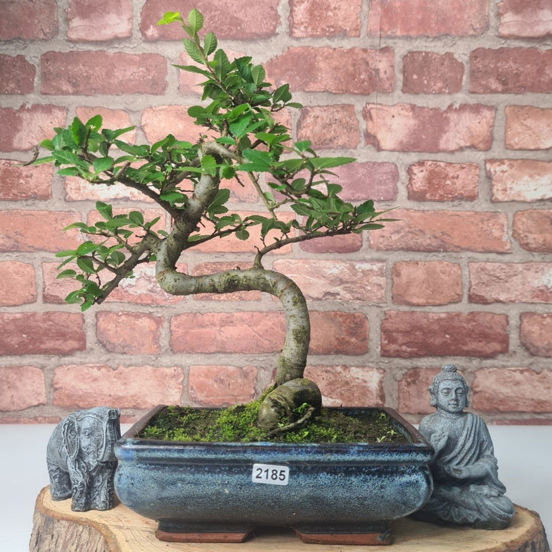 Chinese Elm (Ulmus Parvifolia) Bonsai Tree | Shaped | In 20cm Pot