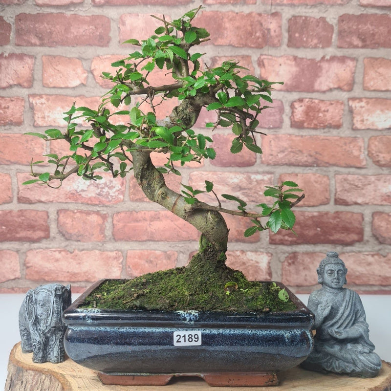 Chinese Elm (Ulmus Parvifolia) Bonsai Tree | Shaped | In 20cm Pot