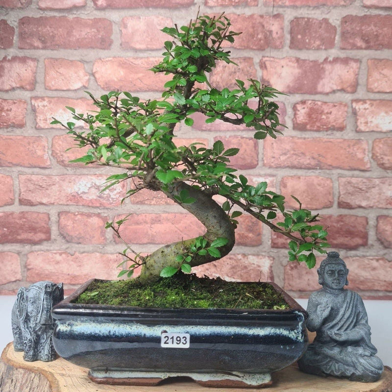 Chinese Elm (Ulmus Parvifolia) Bonsai Tree | Shaped | In 20cm Pot
