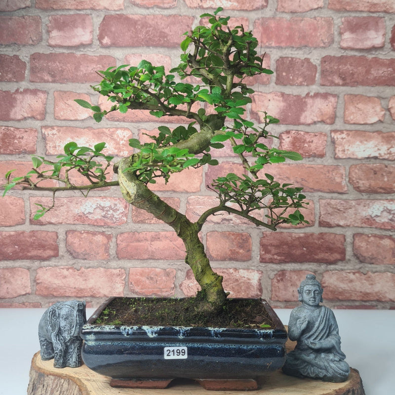 Chinese Elm (Ulmus Parvifolia) Bonsai Tree | Shaped | In 20cm Pot