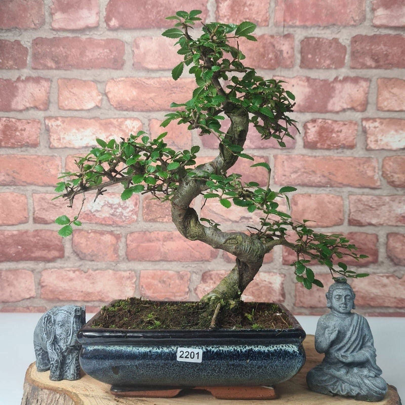 Chinese Elm (Ulmus Parvifolia) Bonsai Tree | Shaped | In 20cm Pot