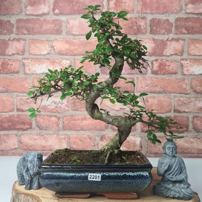 Chinese Elm (Ulmus Parvifolia) Bonsai Tree | Shaped | In 20cm Pot