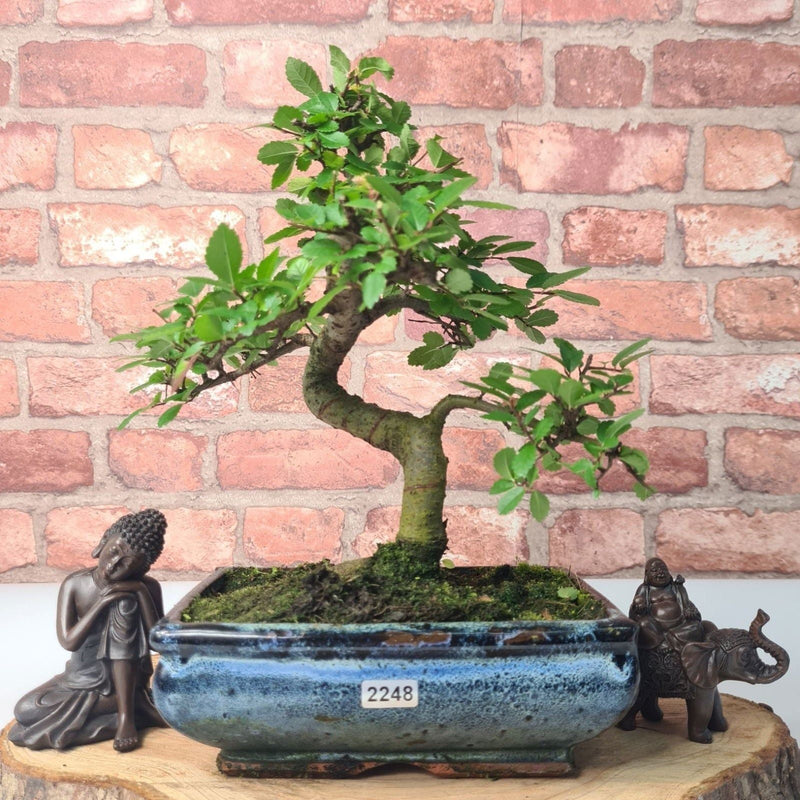 Chinese Elm (Ulmus Parvifolia) Bonsai Tree | Shaped | In 20cm Pot