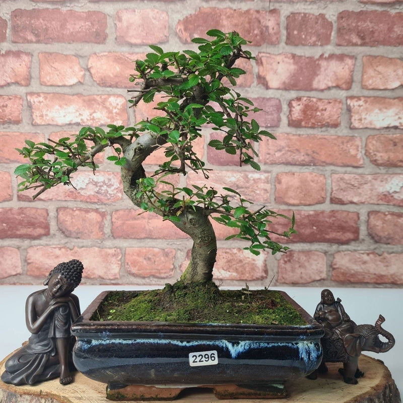 Chinese Elm (Ulmus Parvifolia) Bonsai Tree | Shaped | In 20cm Pot