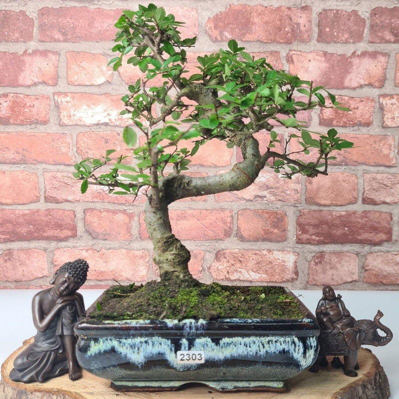 Chinese Elm (Ulmus Parvifolia) Bonsai Tree | Shaped | In 20cm Pot