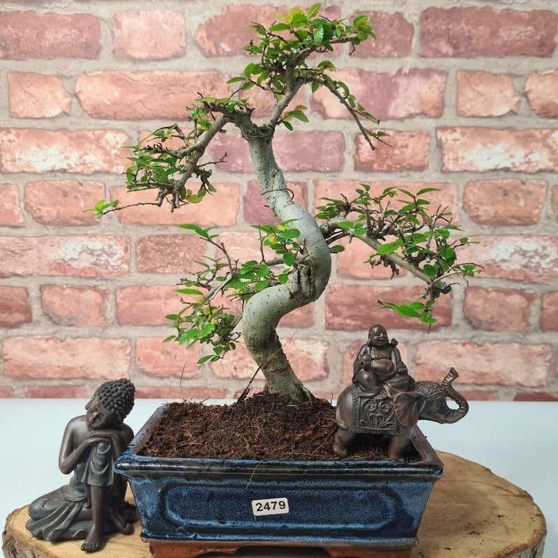 Chinese Elm (Ulmus Parvifolia) Bonsai Tree | Shaped | In 20cm Pot