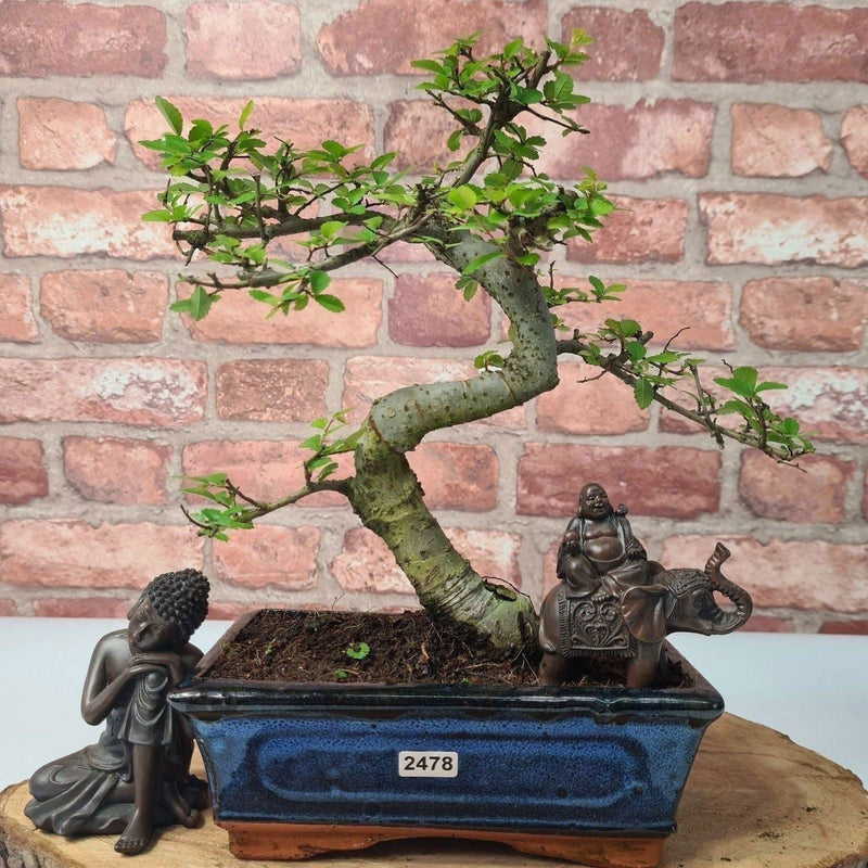 Chinese Elm (Ulmus Parvifolia) Bonsai Tree | Shaped | In 20cm Pot