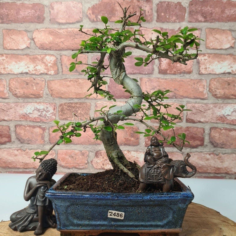 Chinese Elm (Ulmus Parvifolia) Bonsai Tree | Shaped | In 20cm Pot