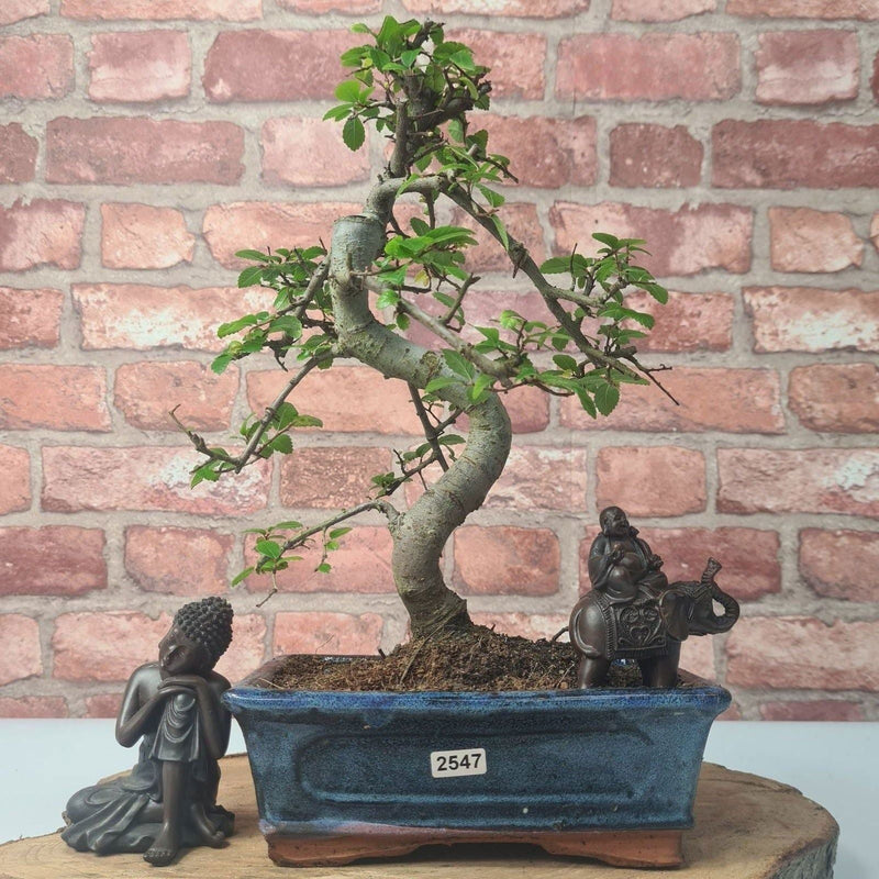 Chinese Elm (Ulmus Parvifolia) Bonsai Tree | Shaped | In 20cm Pot