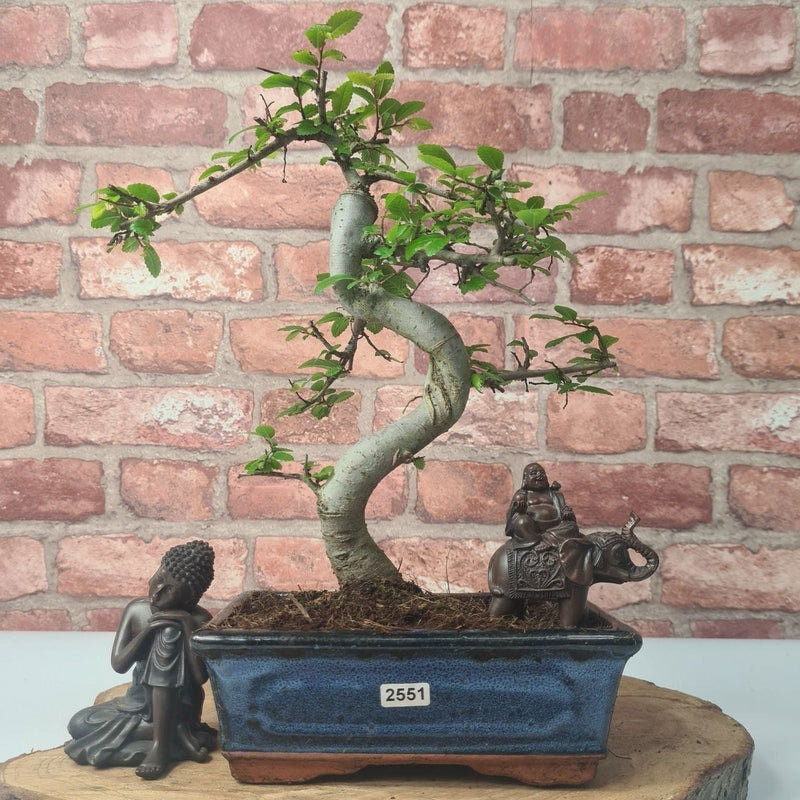 Chinese Elm (Ulmus Parvifolia) Bonsai Tree | Shaped | In 20cm Pot