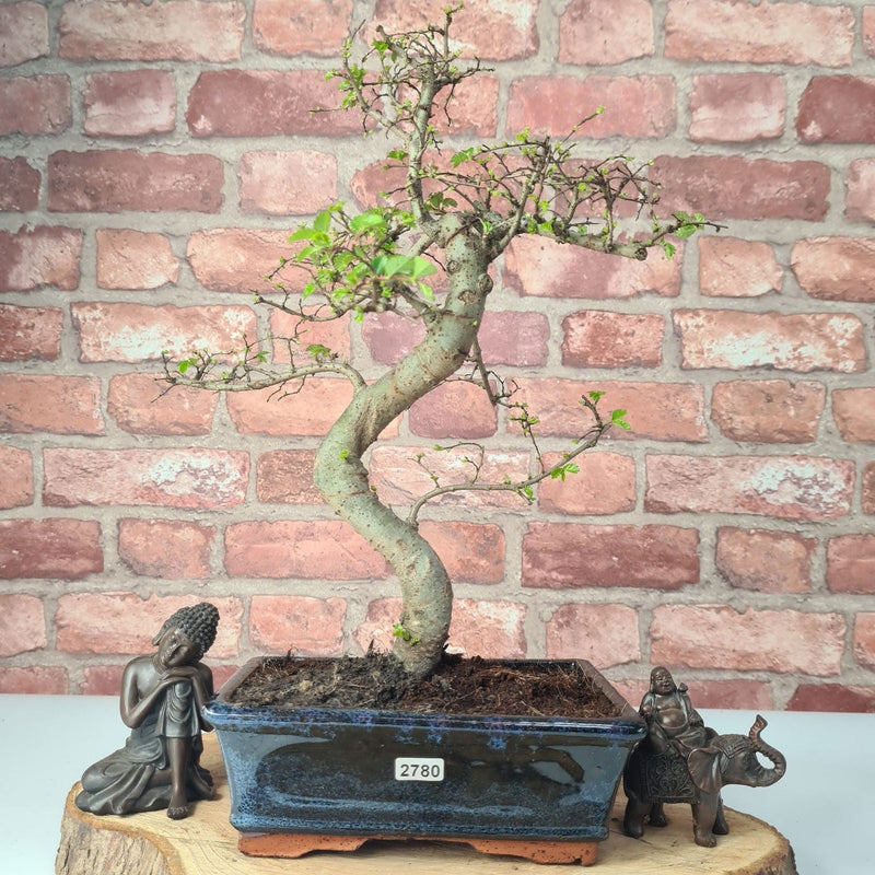 Chinese Elm (Ulmus Parvifolia) Bonsai Tree | Shaped | In 20cm Pot