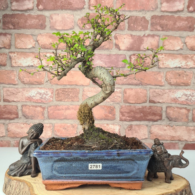 Chinese Elm (Ulmus Parvifolia) Bonsai Tree | Shaped | In 20cm Pot