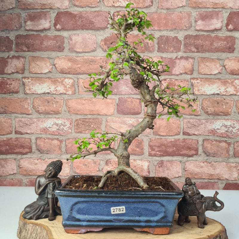 Chinese Elm (Ulmus Parvifolia) Bonsai Tree | Shaped | In 20cm Pot