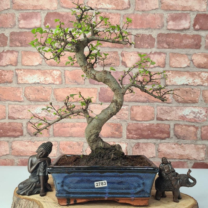 Chinese Elm (Ulmus Parvifolia) Bonsai Tree | Shaped | In 20cm Pot