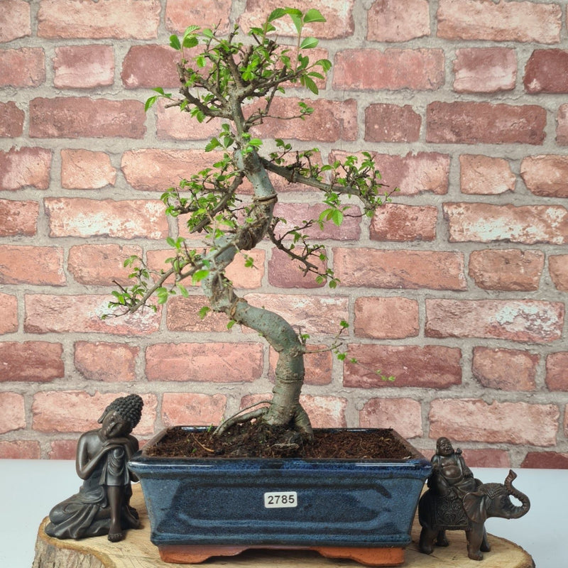 Chinese Elm (Ulmus Parvifolia) Bonsai Tree | Shaped | In 20cm Pot