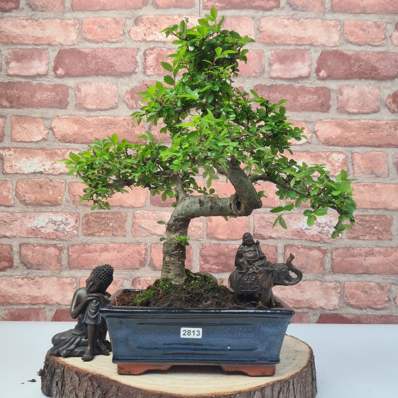 Chinese Elm (Ulmus Parvifolia) Bonsai Tree | Shaped | In 20cm Pot