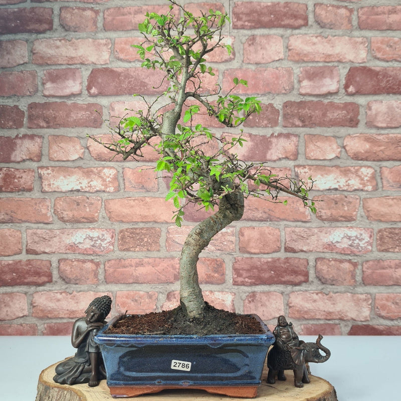 Chinese Elm (Ulmus Parvifolia) Bonsai Tree | Shaped | In 20cm Pot