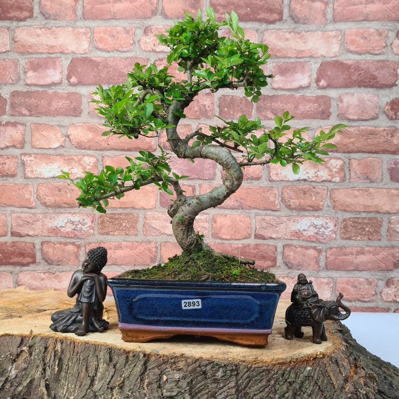 Chinese Elm (Ulmus Parvifolia) Bonsai Tree | Shaped | In 20cm Pot