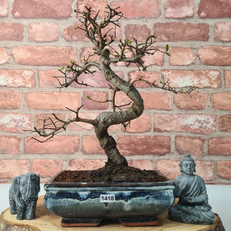 Chinese Elm (Ulmus Parvifolia) Bonsai Tree | Shaped | In 20cm Pot