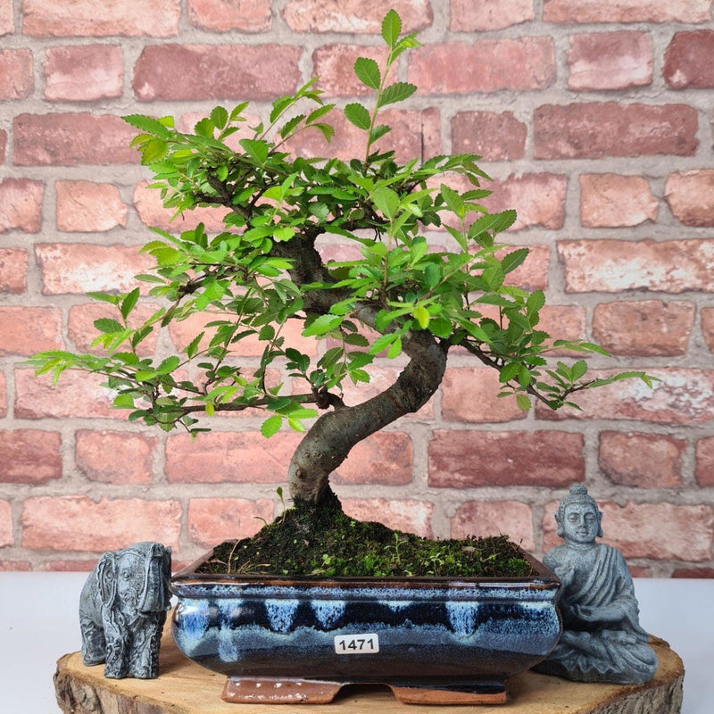Chinese Elm (Ulmus Parvifolia) Bonsai Tree | Shaped | In 20cm Pot