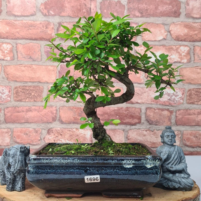 Chinese Elm (Ulmus Parvifolia) Bonsai Tree | Shaped | In 20cm Pot