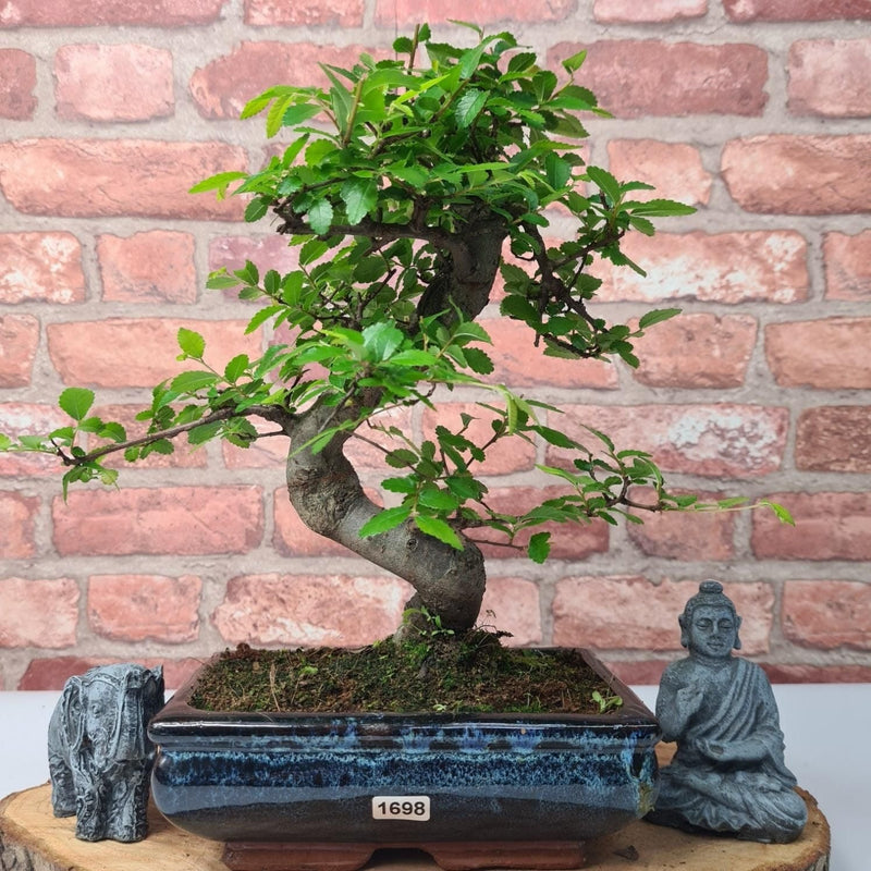 Chinese Elm (Ulmus Parvifolia) Bonsai Tree | Shaped | In 20cm Pot