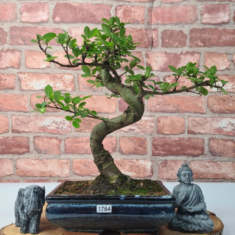 Chinese Elm (Ulmus Parvifolia) Bonsai Tree | Shaped | In 20cm Pot