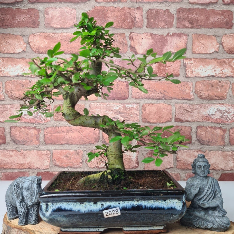 Chinese Elm (Ulmus Parvifolia) Bonsai Tree | Shaped | In 20cm Pot