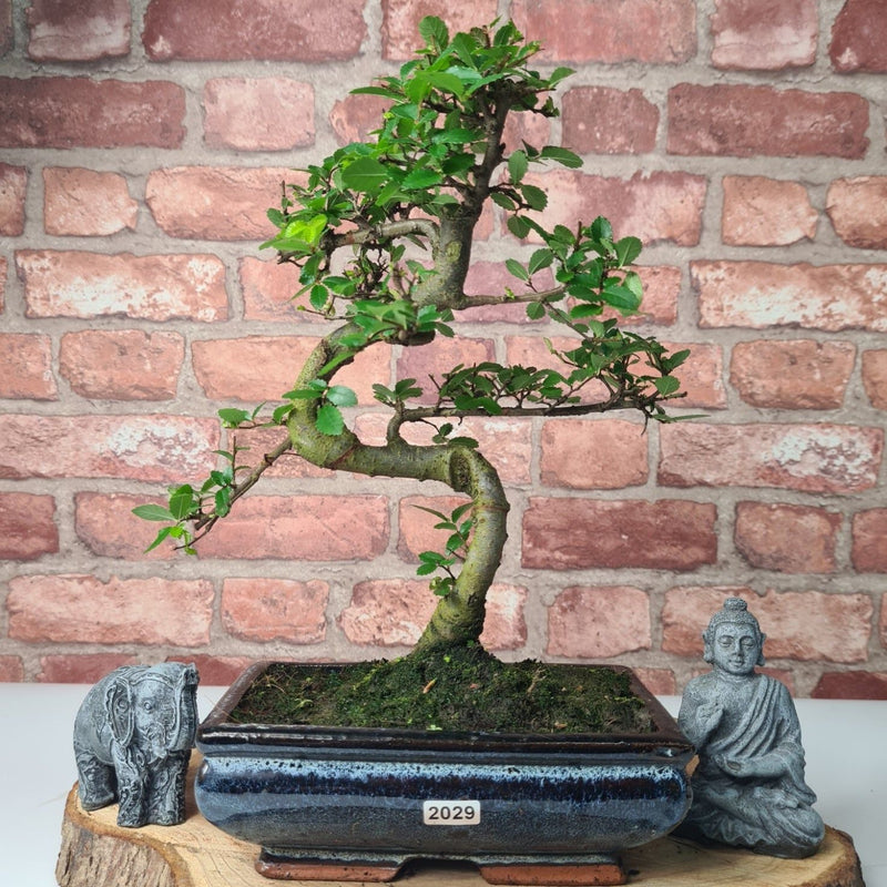 Chinese Elm (Ulmus Parvifolia) Bonsai Tree | Shaped | In 20cm Pot