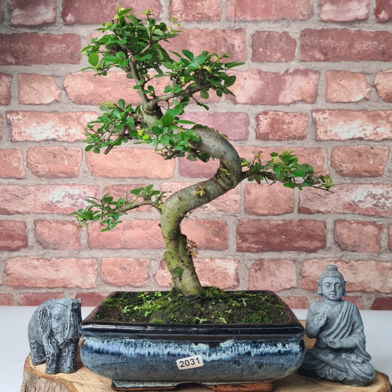 Chinese Elm (Ulmus Parvifolia) Bonsai Tree | Shaped | In 20cm Pot