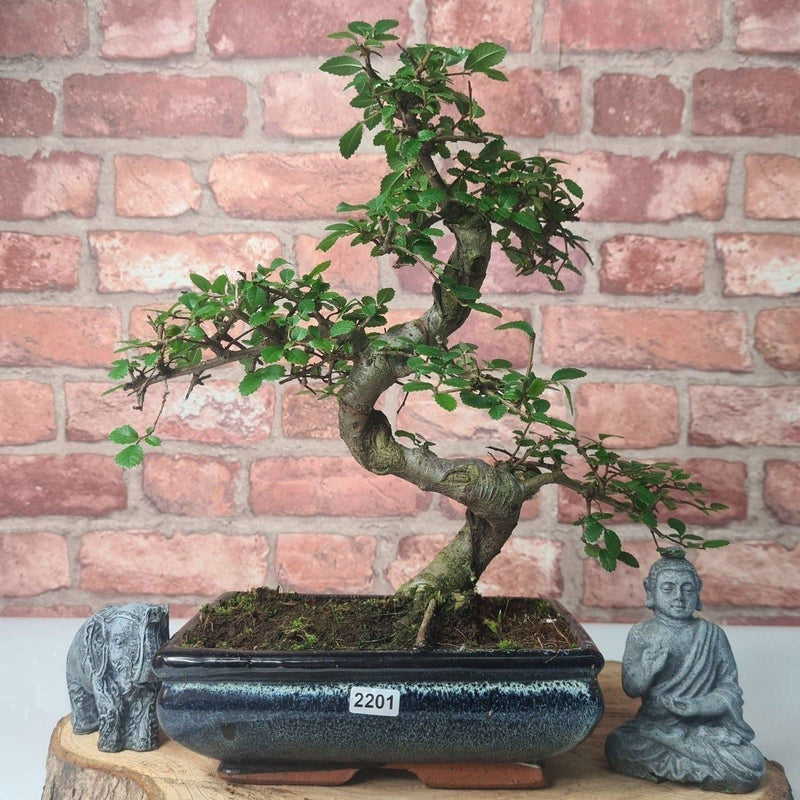 Chinese Elm (Ulmus Parvifolia) Bonsai Tree | Shaped | In 20cm Pot