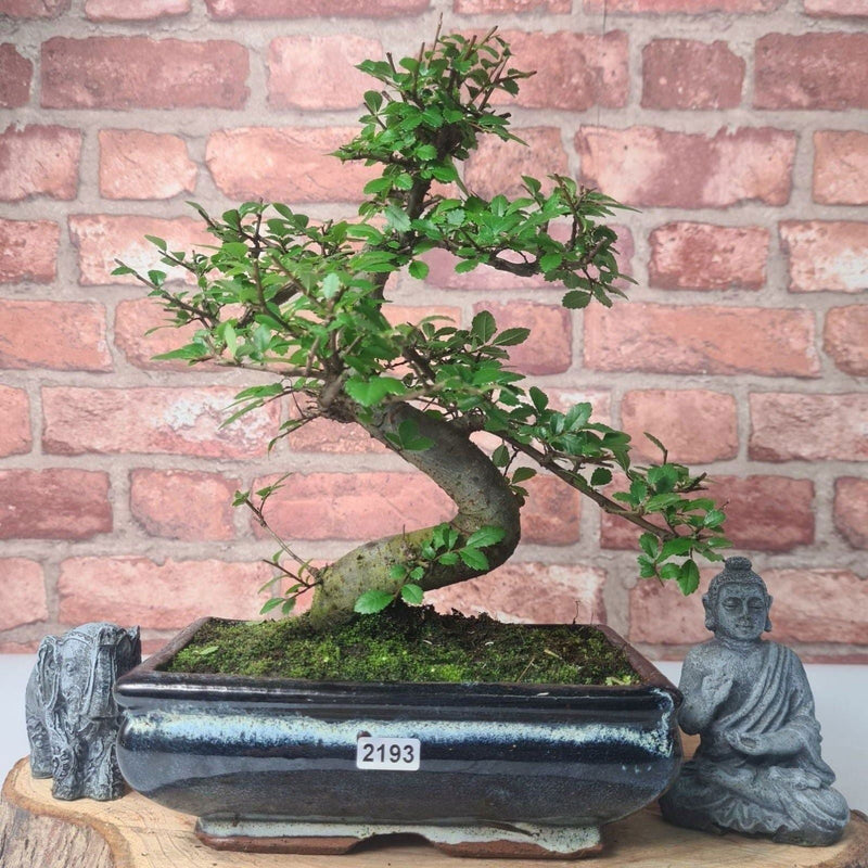 Chinese Elm (Ulmus Parvifolia) Bonsai Tree | Shaped | In 20cm Pot