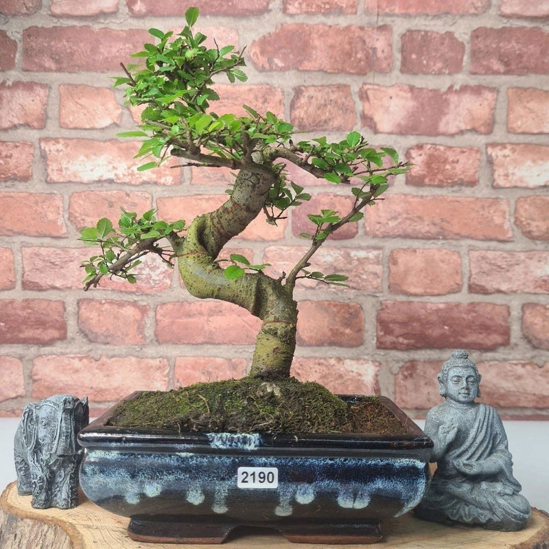 Chinese Elm (Ulmus Parvifolia) Bonsai Tree | Shaped | In 20cm Pot