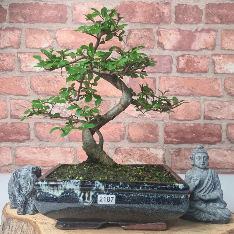Chinese Elm (Ulmus Parvifolia) Bonsai Tree | Shaped | In 20cm Pot
