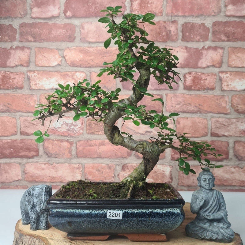 Chinese Elm (Ulmus Parvifolia) Bonsai Tree | Shaped | In 20cm Pot