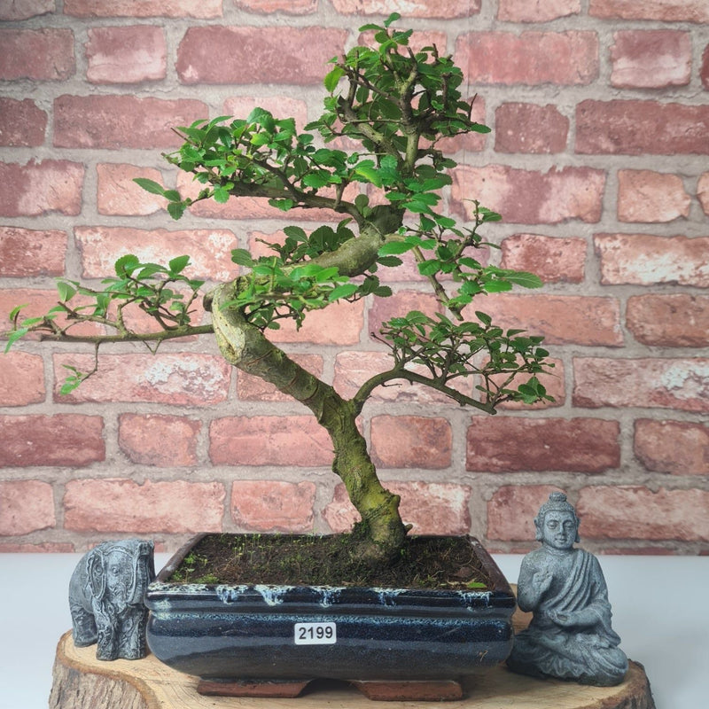 Chinese Elm (Ulmus Parvifolia) Bonsai Tree | Shaped | In 20cm Pot