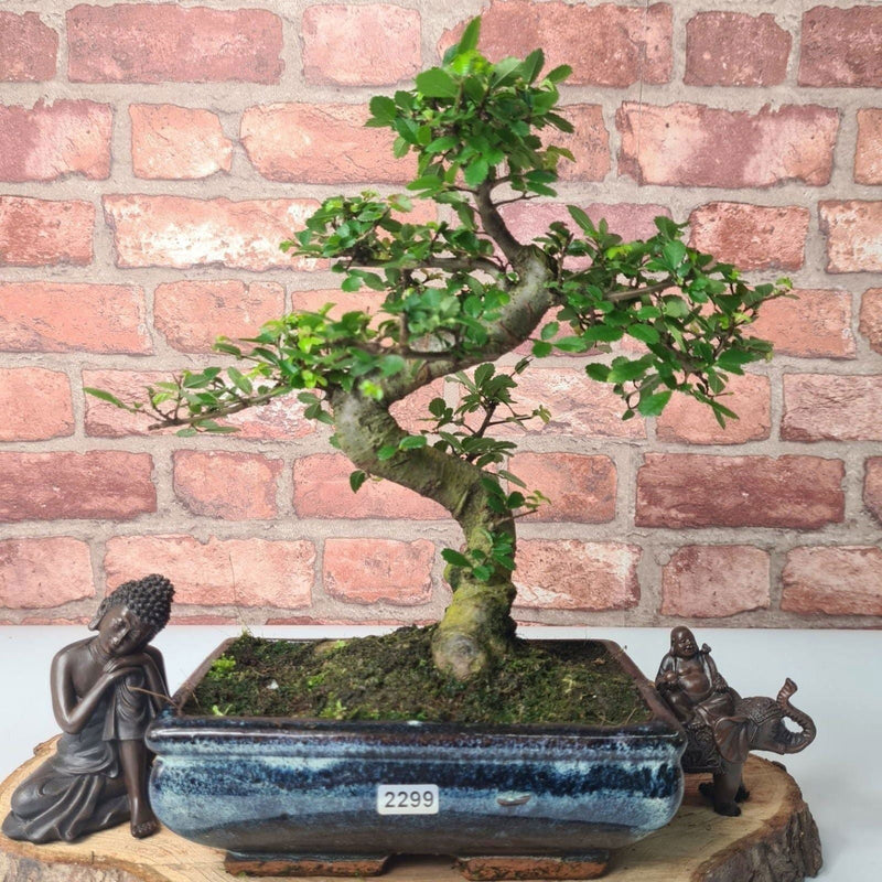 Chinese Elm (Ulmus Parvifolia) Bonsai Tree | Shaped | In 20cm Pot