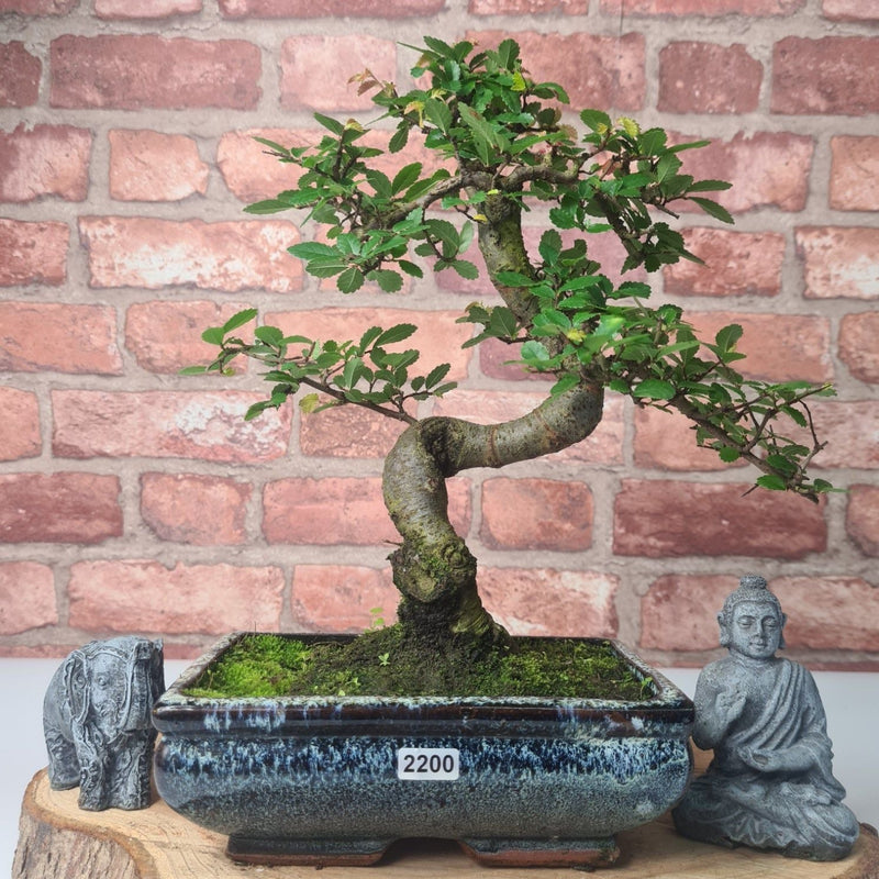 Chinese Elm (Ulmus Parvifolia) Bonsai Tree | Shaped | In 20cm Pot