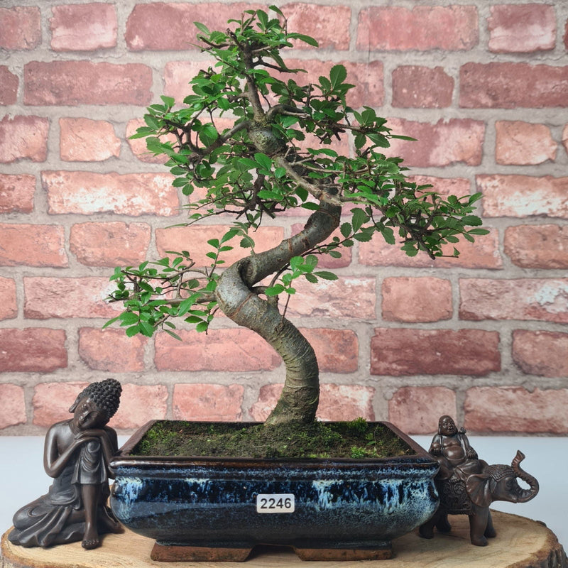 Chinese Elm (Ulmus Parvifolia) Bonsai Tree | Shaped | In 20cm Pot