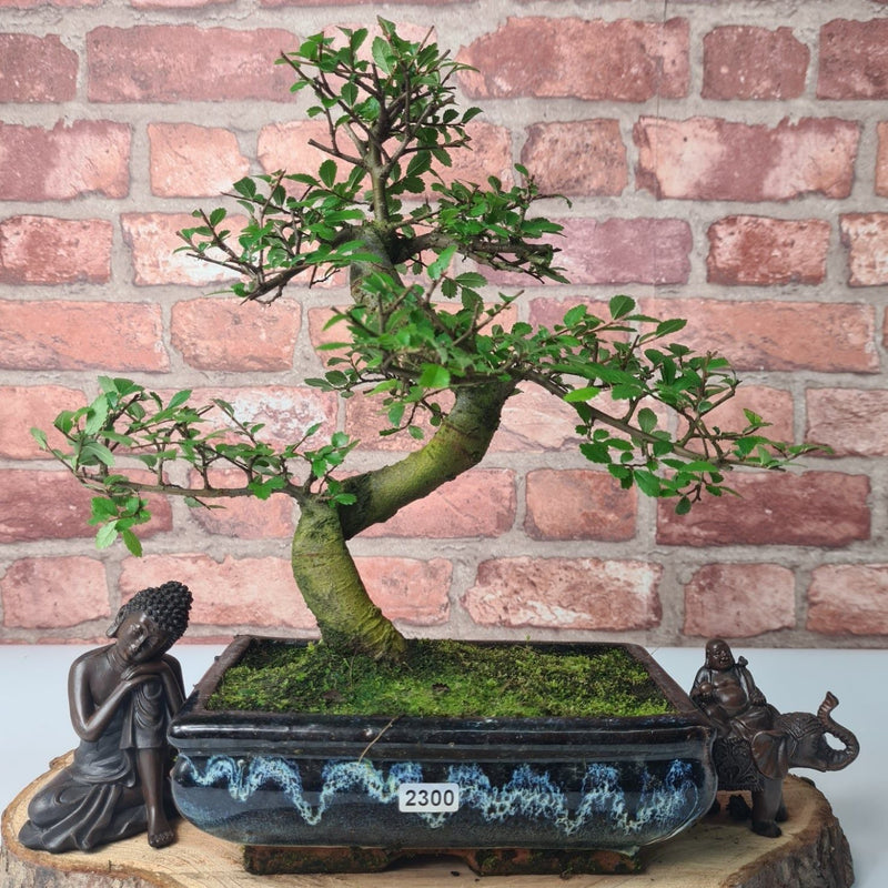 Chinese Elm (Ulmus Parvifolia) Bonsai Tree | Shaped | In 20cm Pot