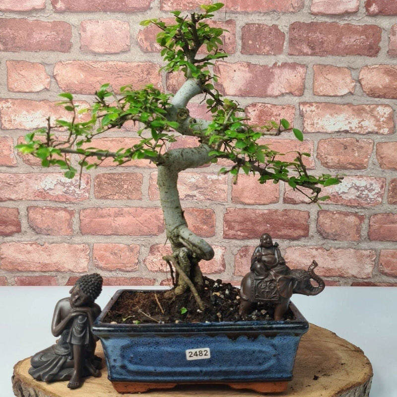 Chinese Elm (Ulmus Parvifolia) Bonsai Tree | Shaped | In 20cm Pot