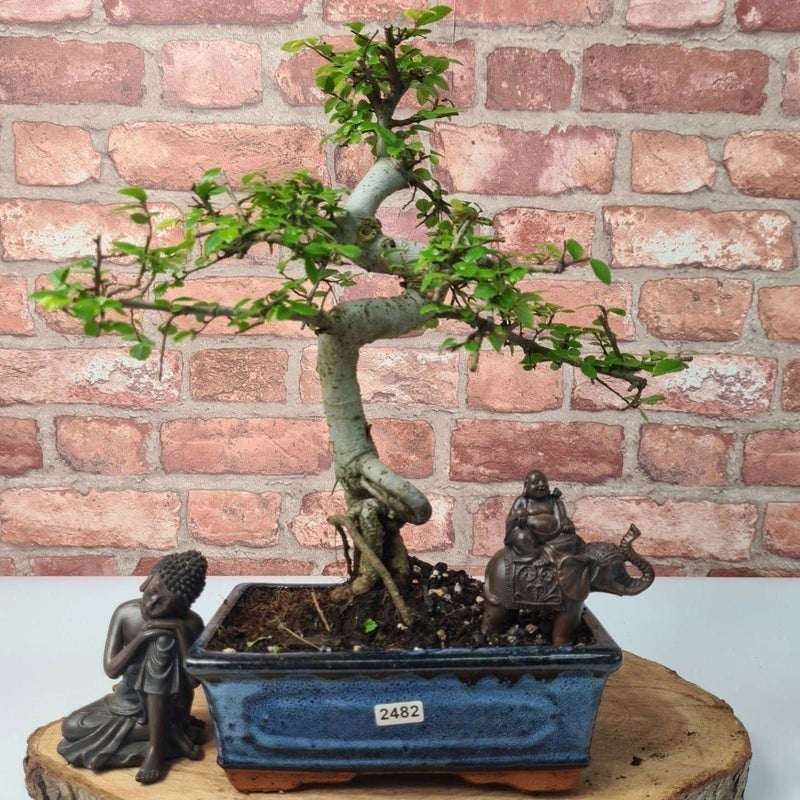 Chinese Elm (Ulmus Parvifolia) Bonsai Tree | Shaped | In 20cm Pot