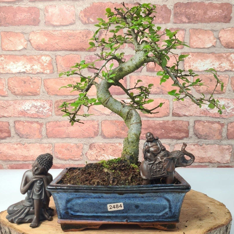 Chinese Elm (Ulmus Parvifolia) Bonsai Tree | Shaped | In 20cm Pot