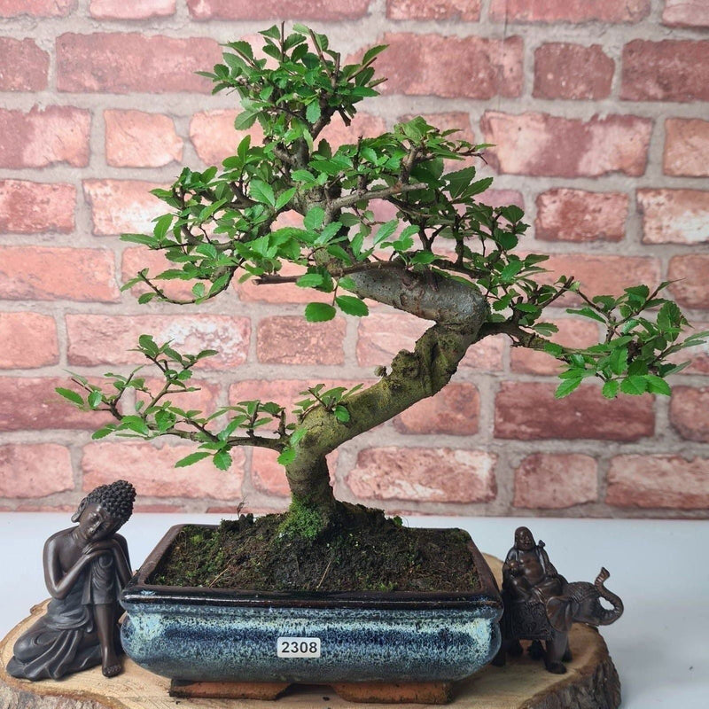 Chinese Elm (Ulmus Parvifolia) Bonsai Tree | Shaped | In 20cm Pot