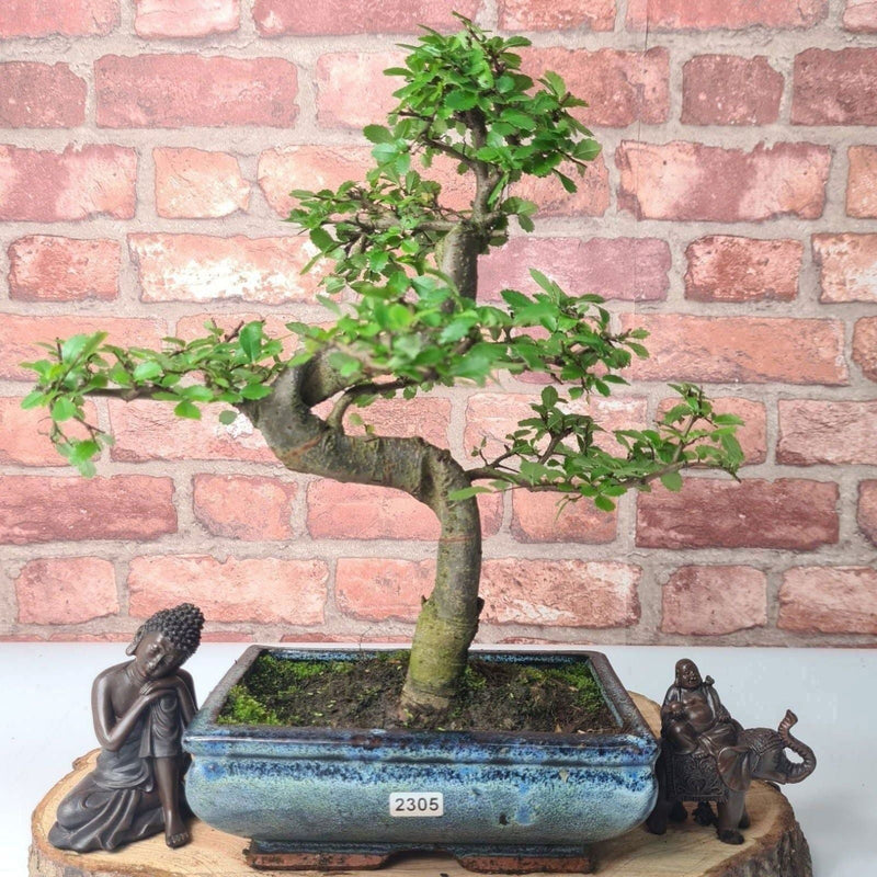 Chinese Elm (Ulmus Parvifolia) Bonsai Tree | Shaped | In 20cm Pot