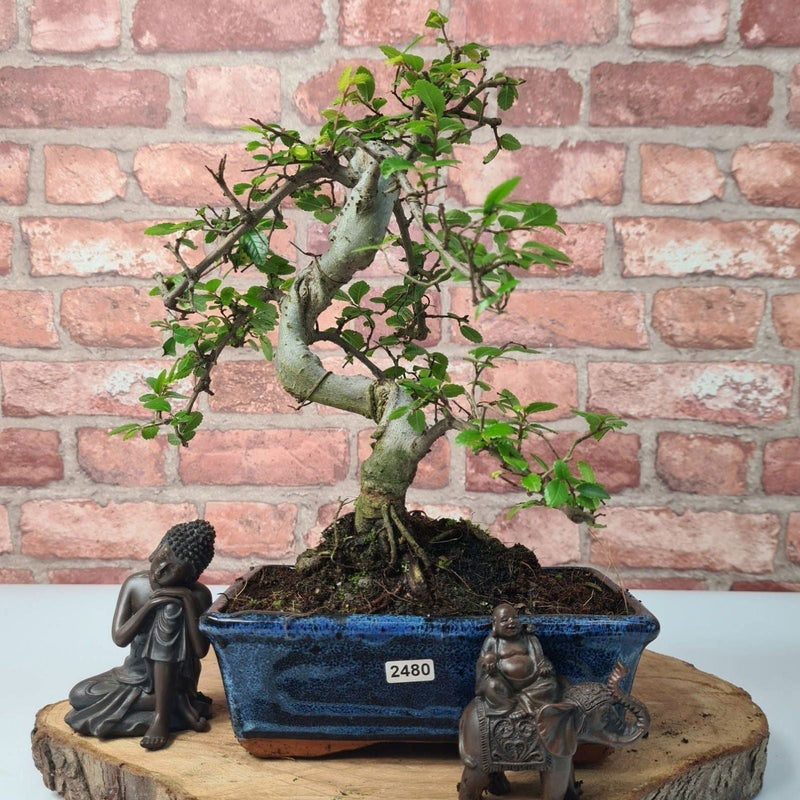 Chinese Elm (Ulmus Parvifolia) Bonsai Tree | Shaped | In 20cm Pot