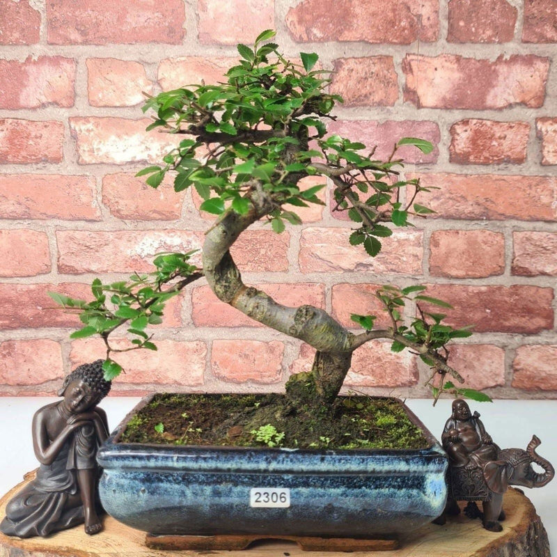 Chinese Elm (Ulmus Parvifolia) Bonsai Tree | Shaped | In 20cm Pot