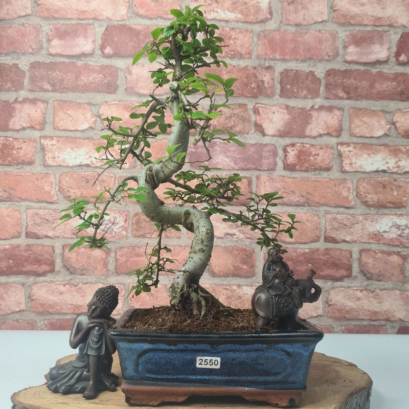 Chinese Elm (Ulmus Parvifolia) Bonsai Tree | Shaped | In 20cm Pot