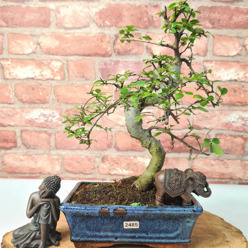 Chinese Elm (Ulmus Parvifolia) Bonsai Tree | Shaped | In 20cm Pot