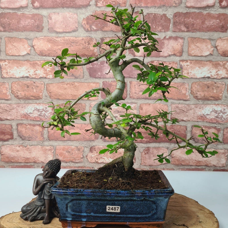 Chinese Elm (Ulmus Parvifolia) Bonsai Tree | Shaped | In 20cm Pot